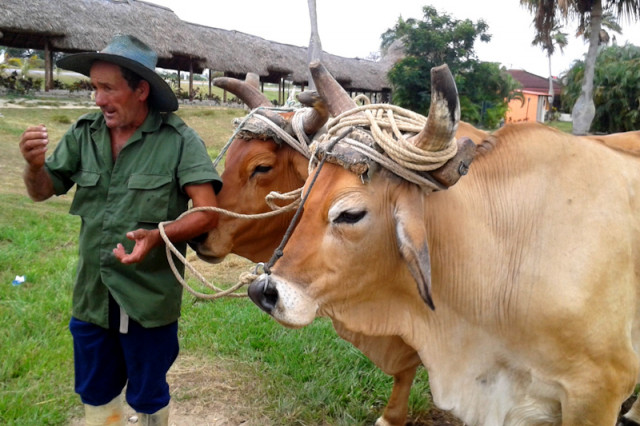 Juan mit seinen zwei Ochsen