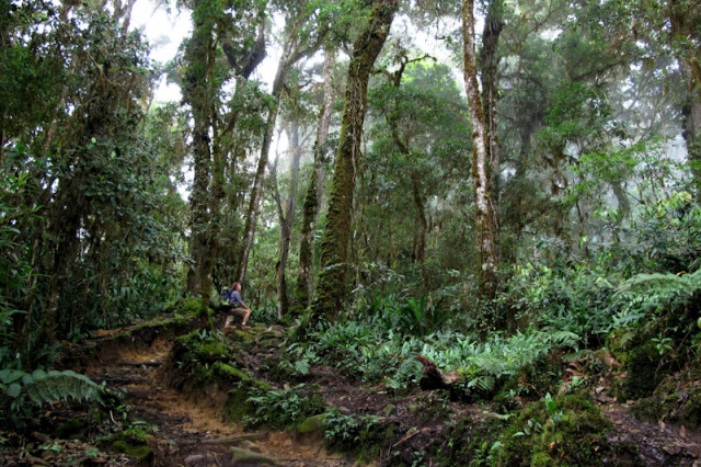 Im Nebelwald Monteverde