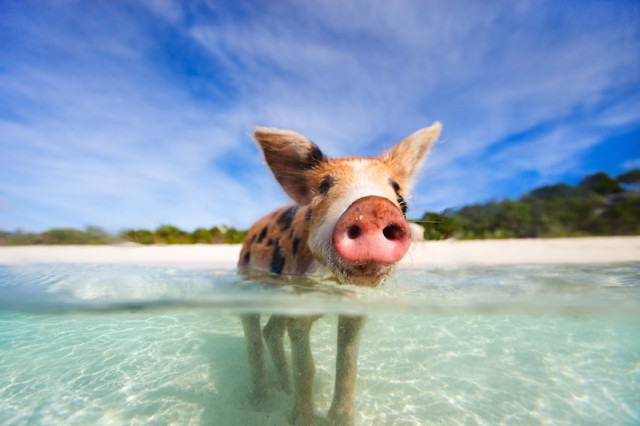 Swimming Pig Exuma