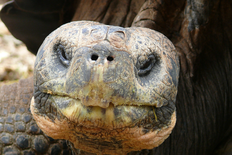Galápagos Schildkröte_Kopf