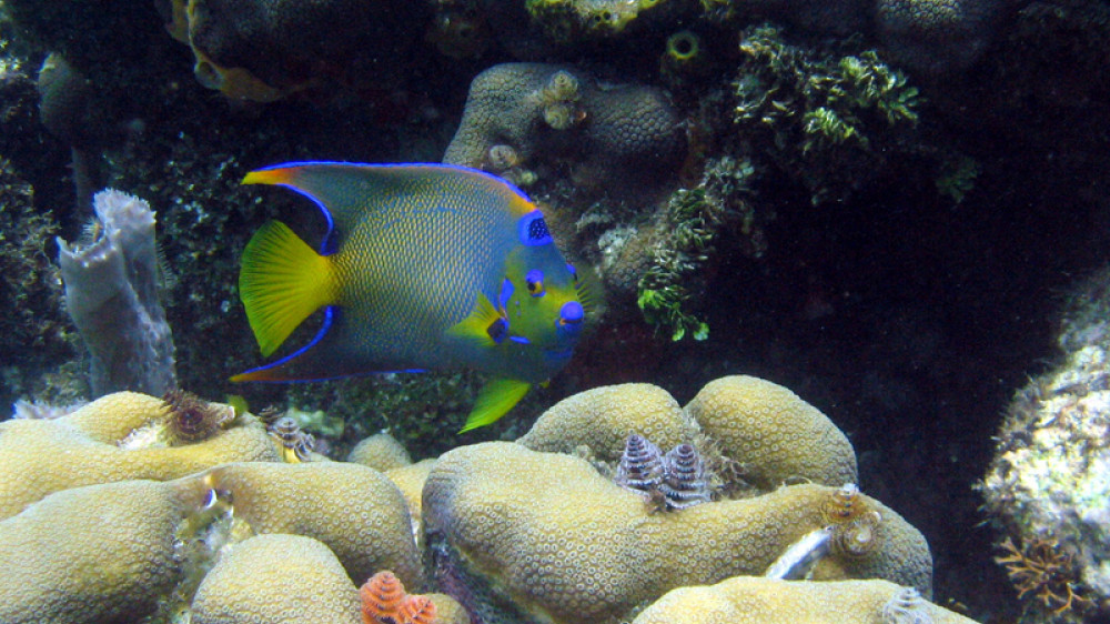 Tropenfisch in karibischer Unterwasserwelt ()