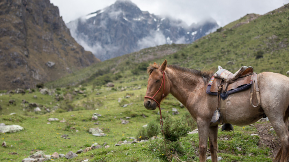 Wunderschne Pferde und eine Ranch hoch oben in den Bergen der peruanischen Landschaft in der Nhe des Humantay-Sees  (Copyright (c) 2018 Evan Austen/Shutterstock.  )